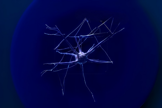 Neuroplasticity Part Two - Practical Implications